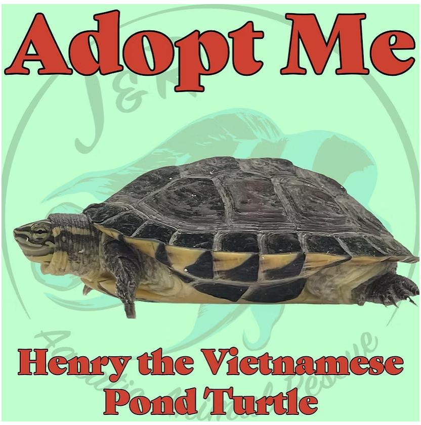 Enlarge Henry the Vietnamese Pond Turtle, a Adoptable Turtle in Neenah, WI image 1/1