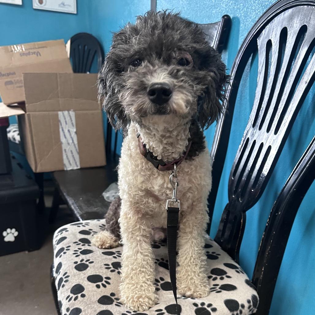 Charlie, adopted, Adult Male Miniature Poodle.
