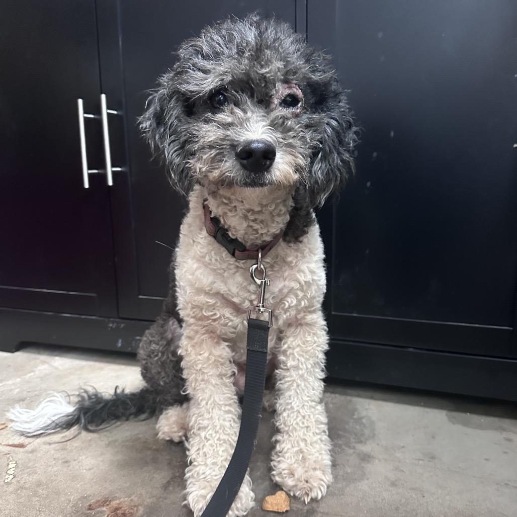 Charlie, an adopted Miniature Poodle in Graham, TX image 2/2