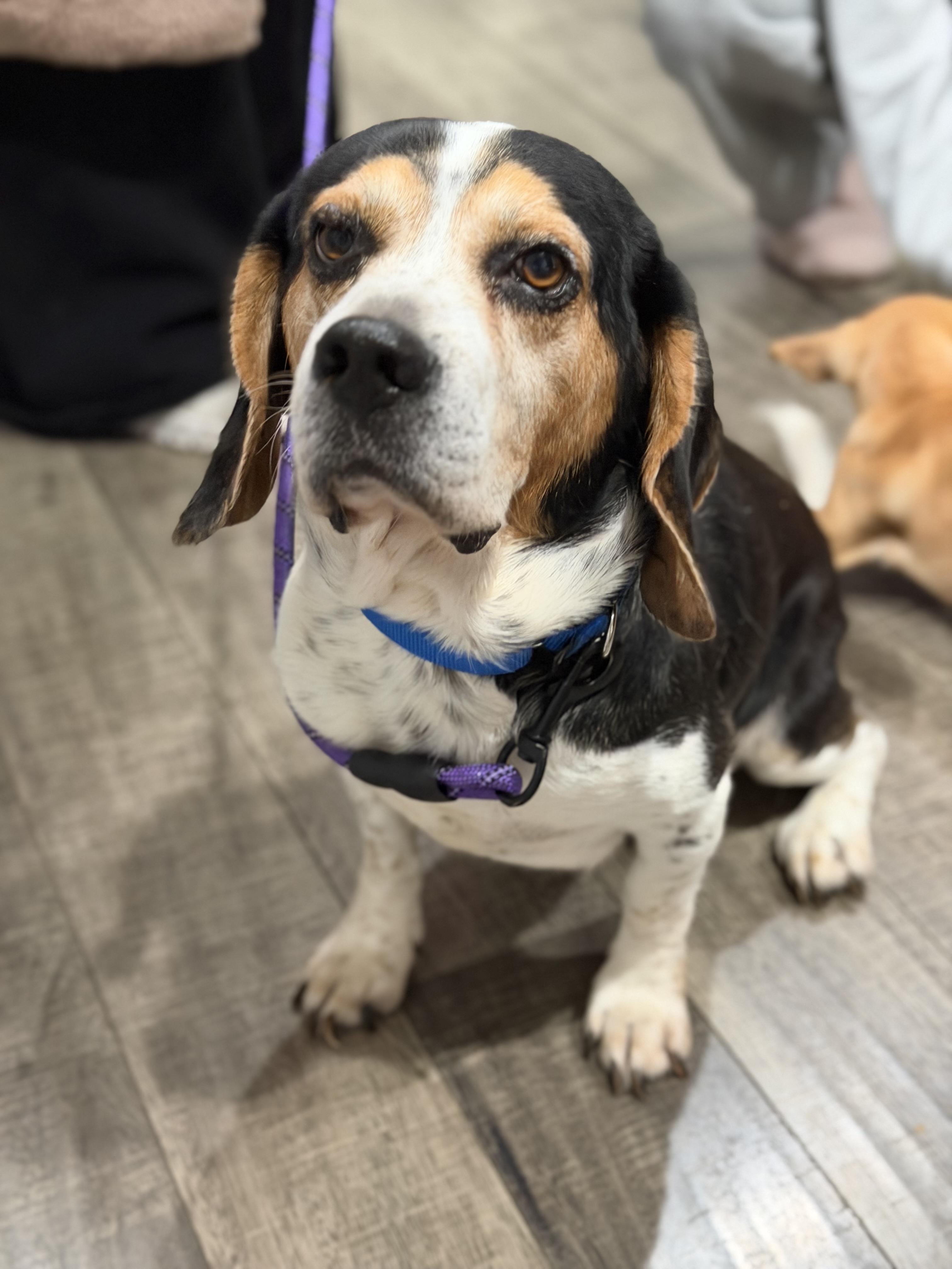 Mortimer, a Adoptable mixed breed in Mahwah, NJ image 4/5