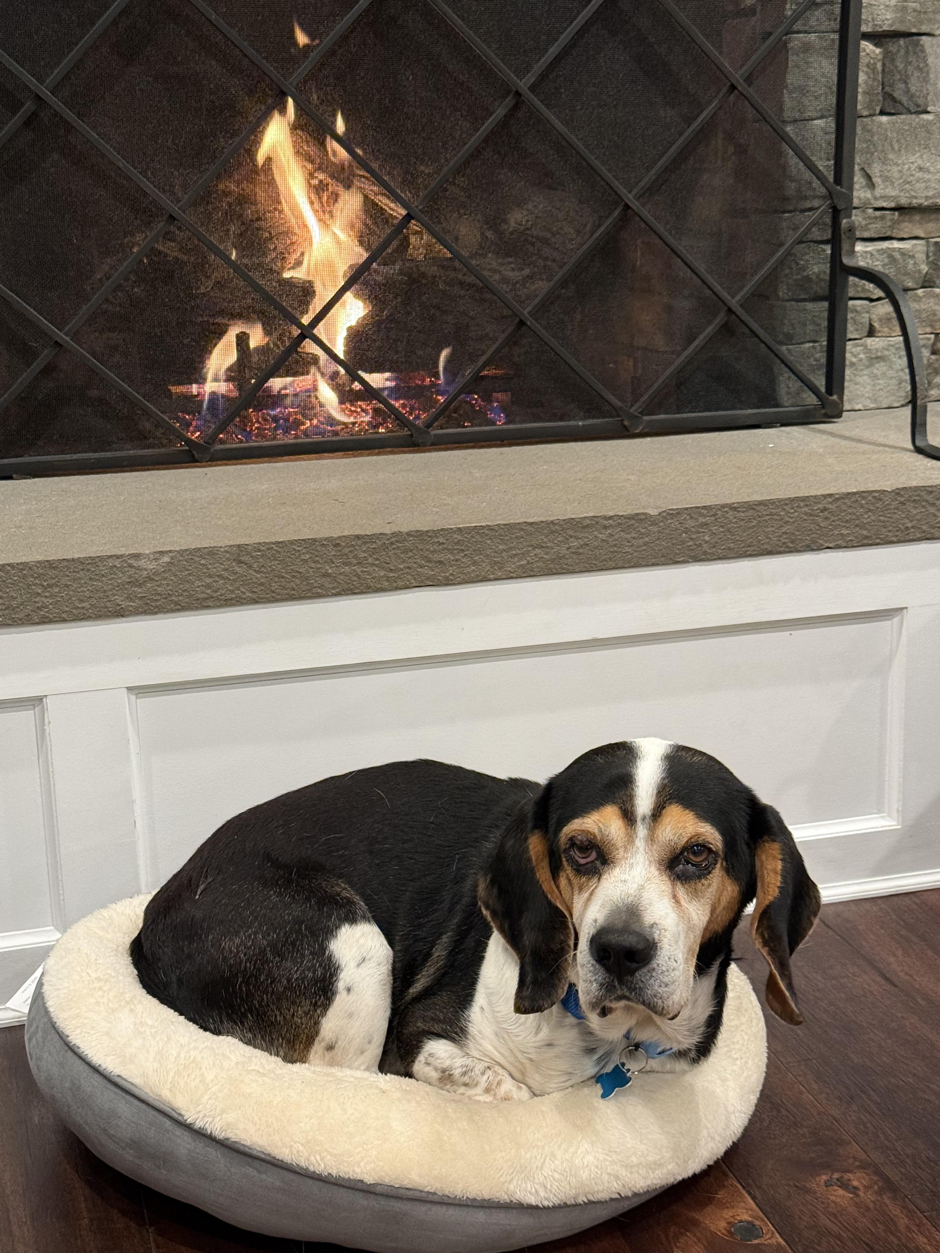 Mortimer, a Adoptable mixed breed in Mahwah, NJ image 5/5