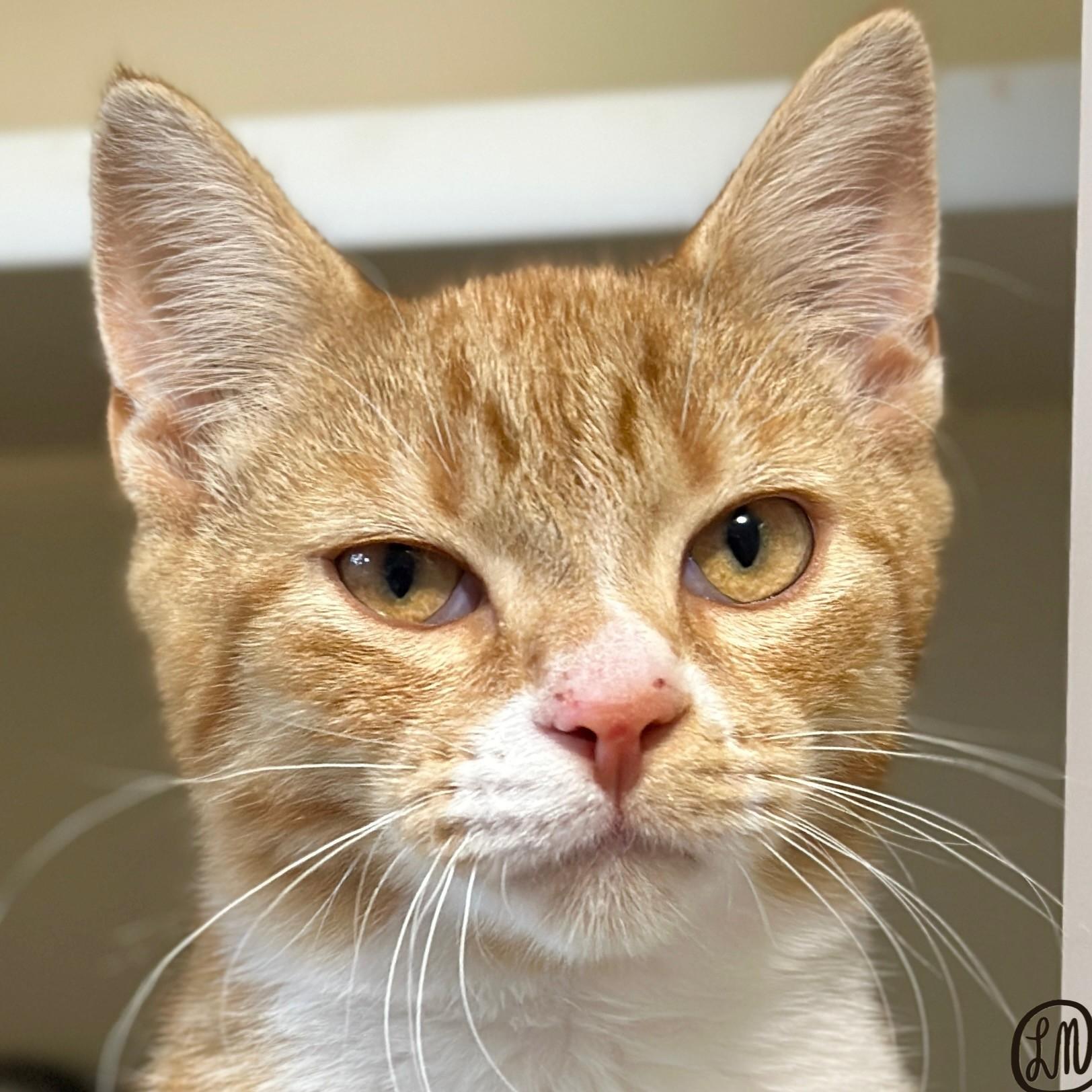 Enlarge Cheeto, a Adopted Domestic Short Hair in Victor, NY image 2/4