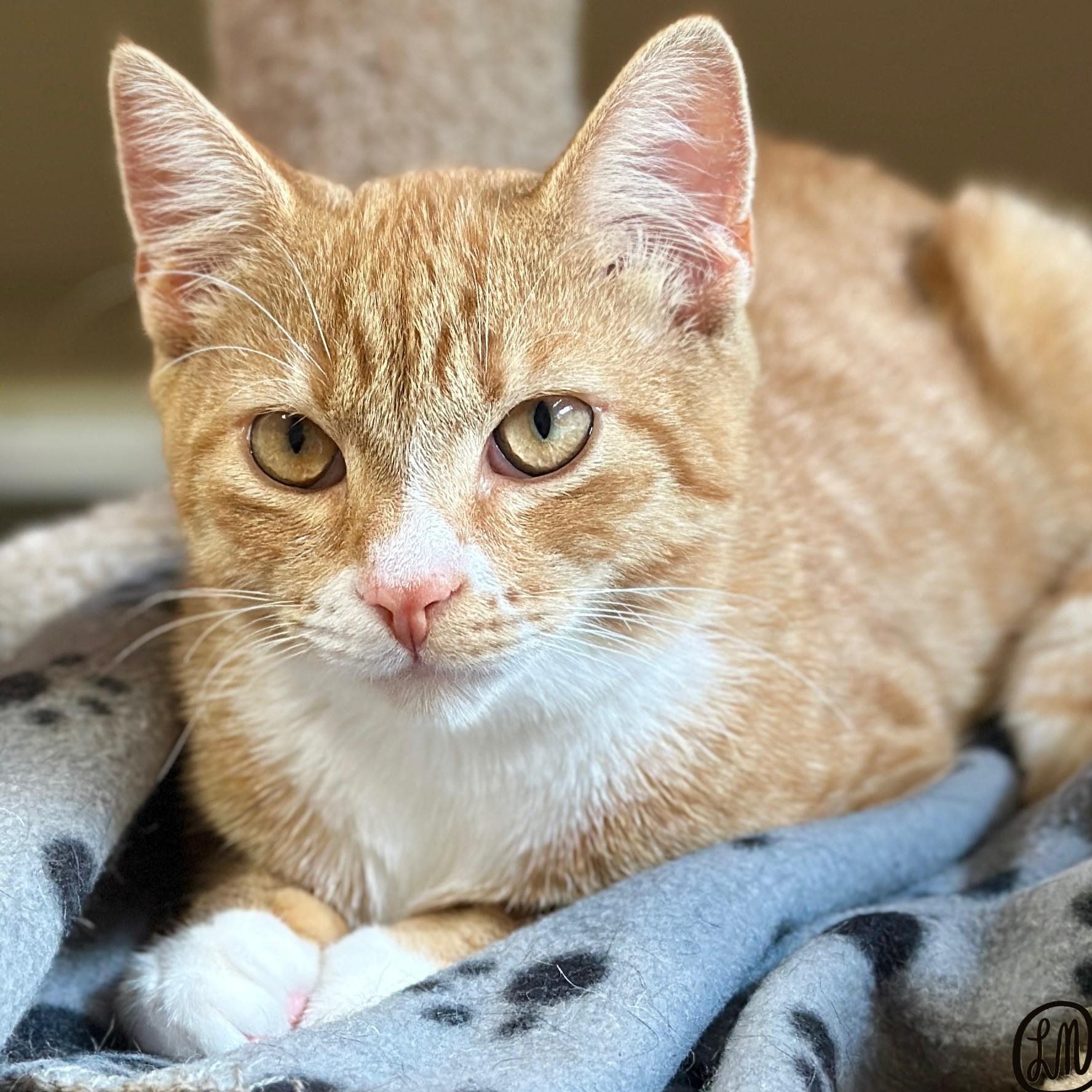 Enlarge Cheeto, a Adopted Domestic Short Hair in Victor, NY image 4/4