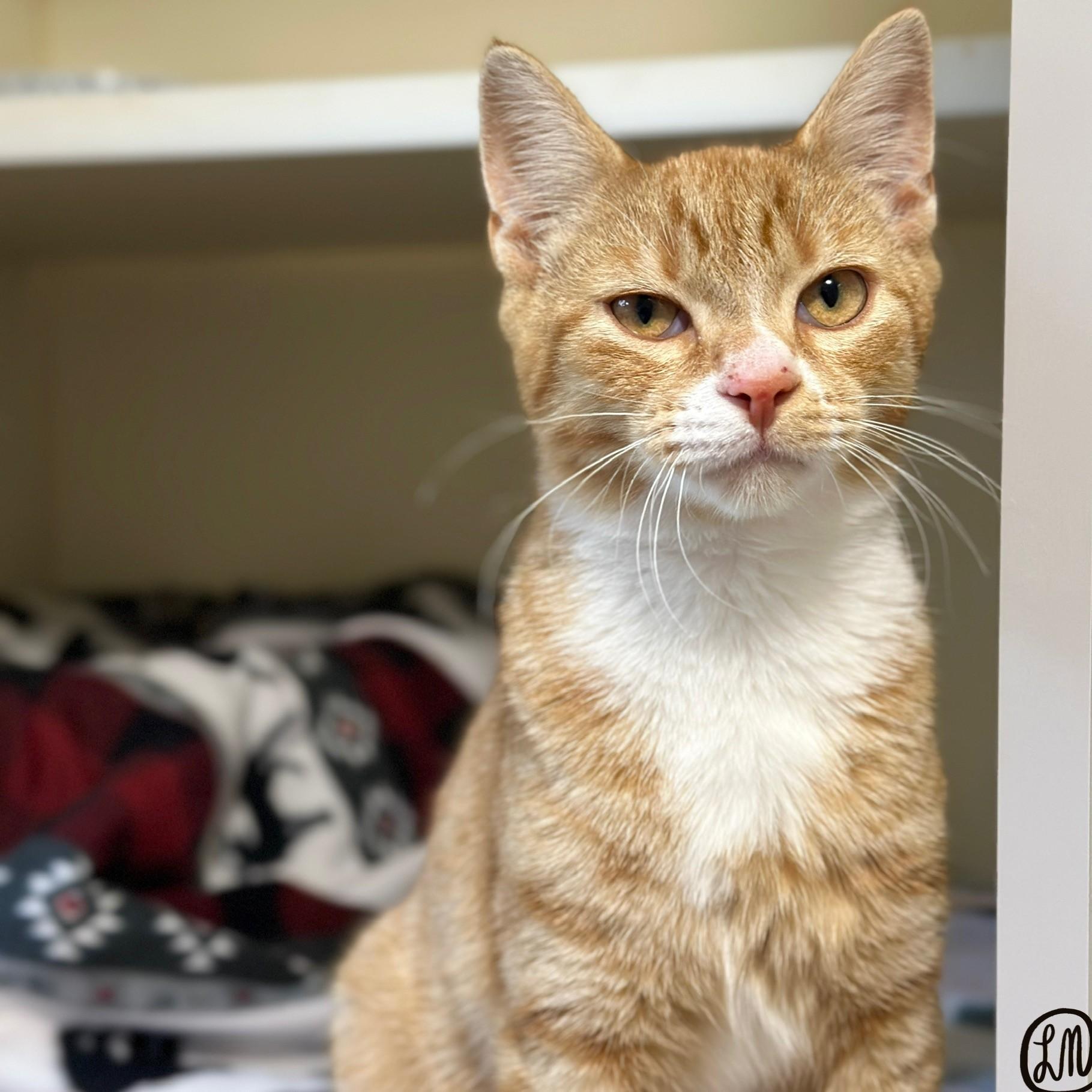 Enlarge Cheeto, a Adopted Domestic Short Hair in Victor, NY image 3/4