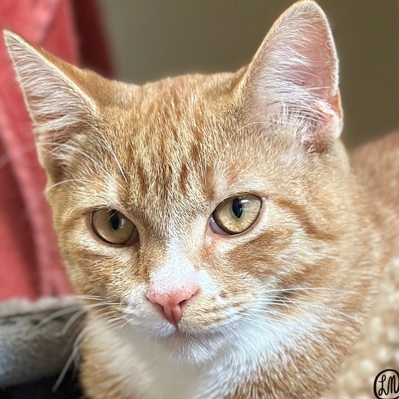 Cheeto, Adopted, Young Male Domestic Short Hair.
