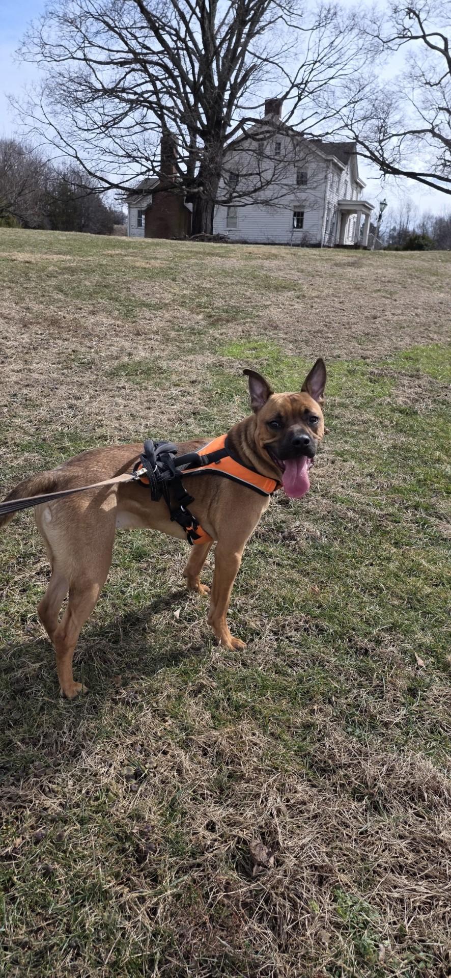 Kai Moon Pie Courtesy Post, Adoptable, Young Male Hound.