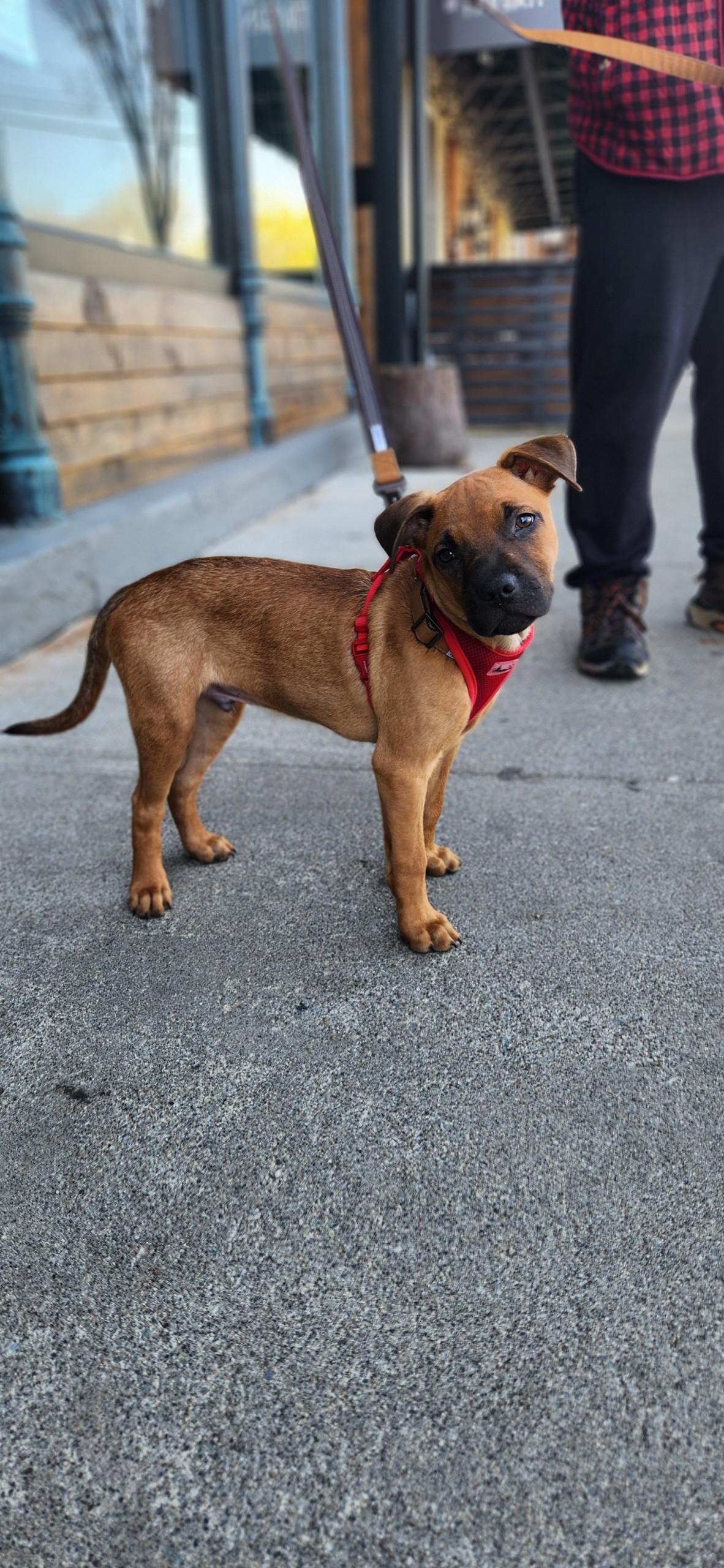 Enlarge Kai Moon Pie Courtesy Post, a Adoptable mixed breed in North Haledon, NJ image 2/5