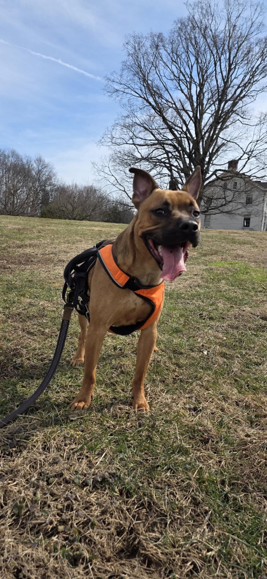 Enlarge Kai Moon Pie Courtesy Post, a Adoptable mixed breed in North Haledon, NJ image 3/5