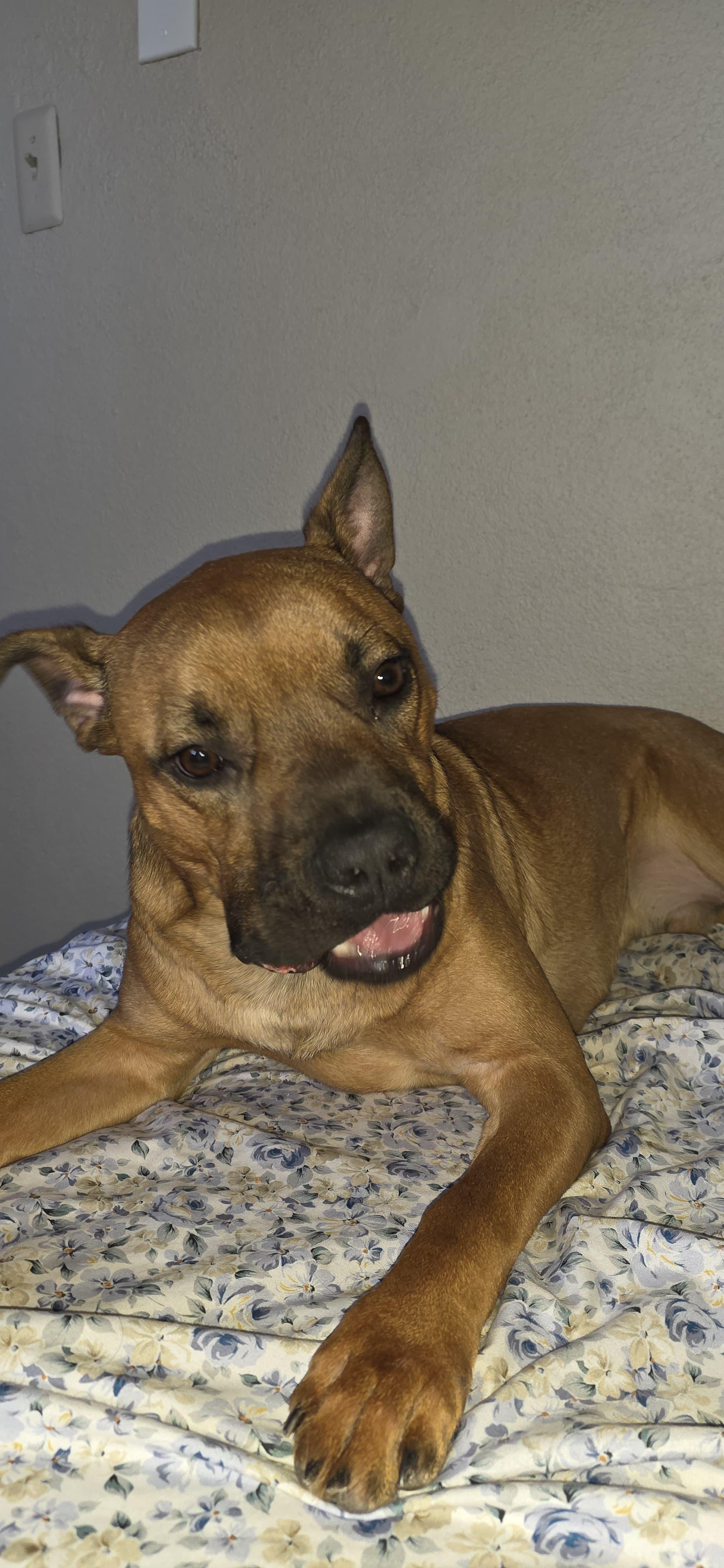 Enlarge Kai Moon Pie Courtesy Post, a Adoptable mixed breed in North Haledon, NJ image 4/5