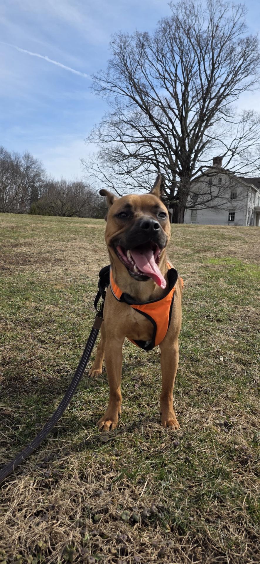 Enlarge Kai Moon Pie Courtesy Post, a Adoptable mixed breed in North Haledon, NJ image 5/5