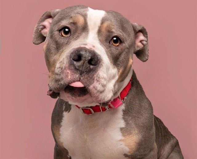 MAMA, Adoptable, Young Female Pit Bull Terrier.