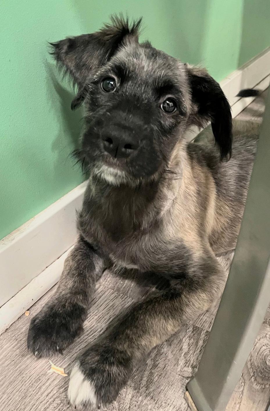 Enlarge Rhea, a Adoptable mixed breed in Minneapolis, MN image 4/5