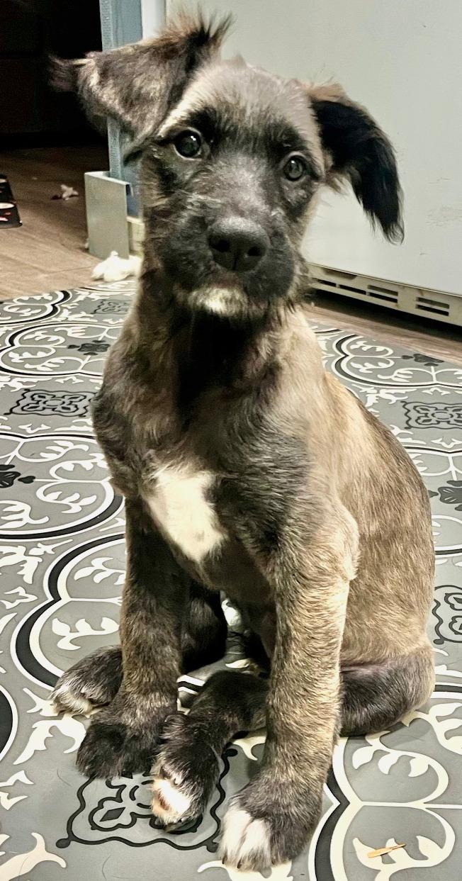 Enlarge Rhea, a Adoptable mixed breed in Minneapolis, MN image 2/5