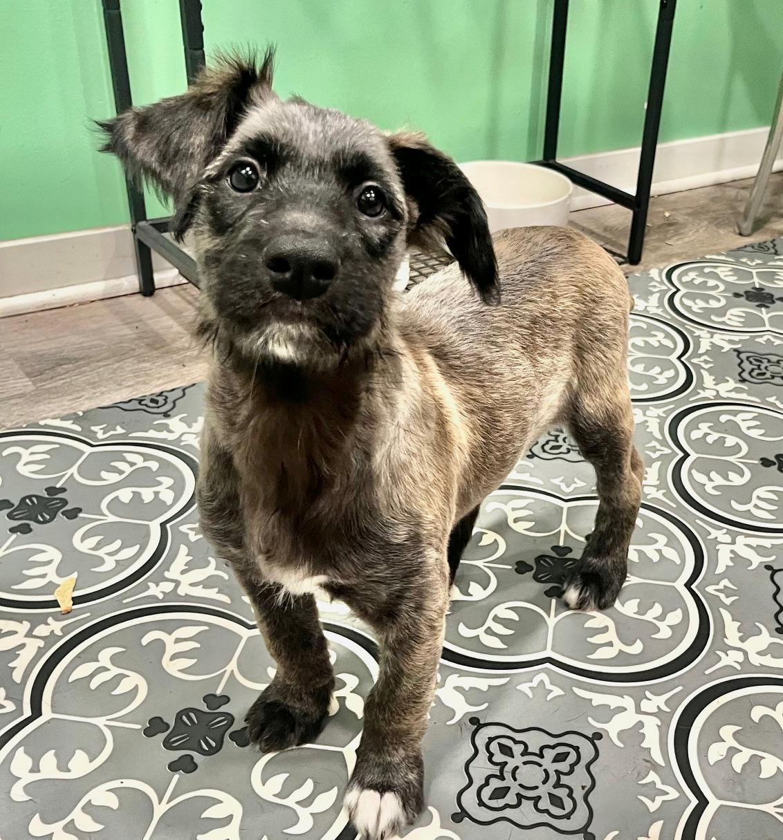 Rhea, Adoptable, Puppy Female Retriever & Mixed Breed.