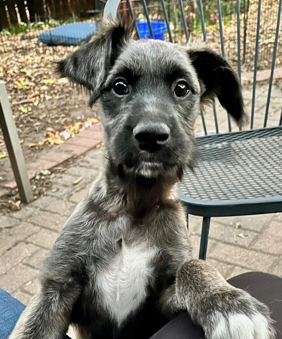 Enlarge Rhea, a Adoptable mixed breed in Minneapolis, MN image 3/5