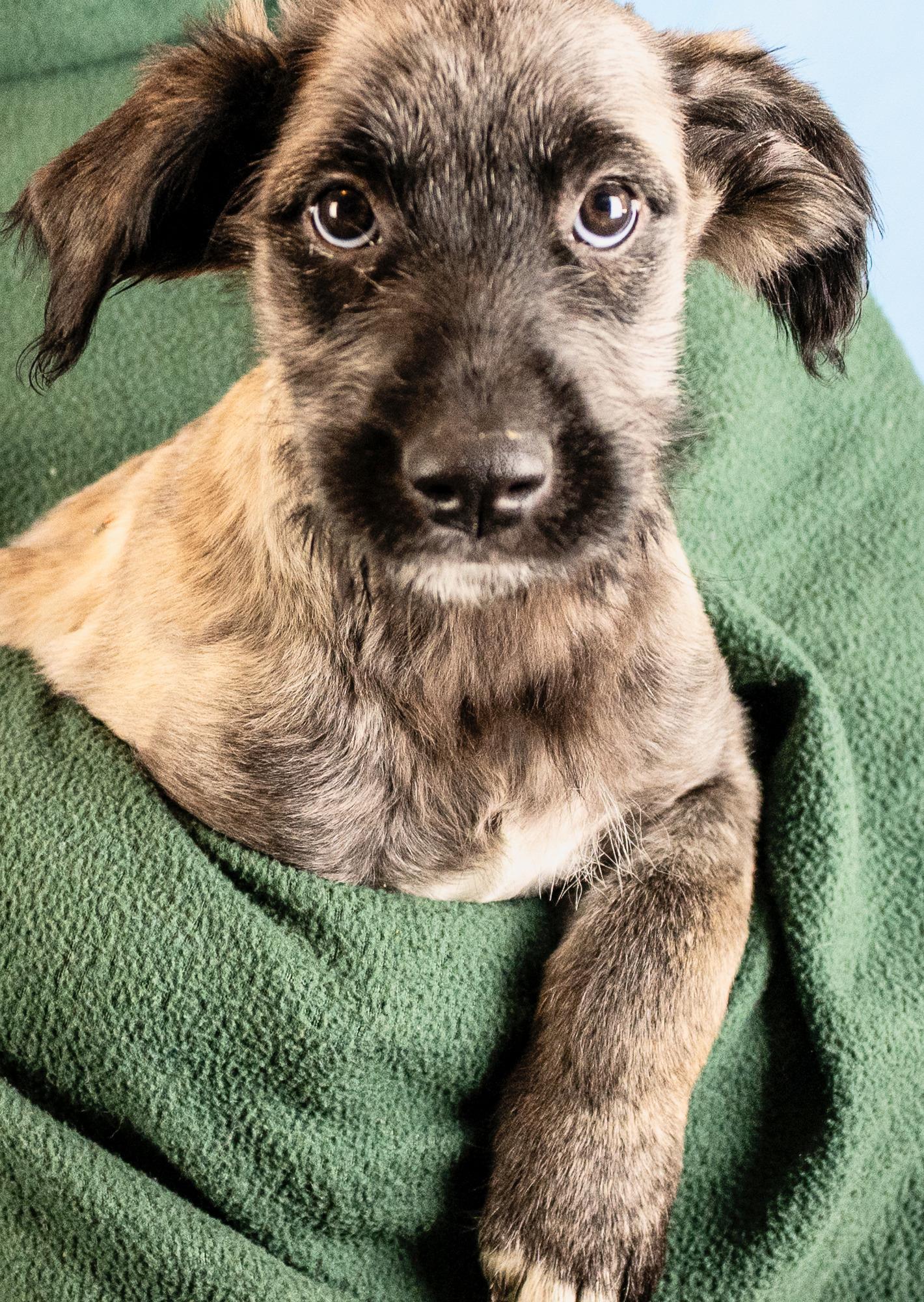 Enlarge Rhea, a Adoptable mixed breed in Minneapolis, MN image 5/5