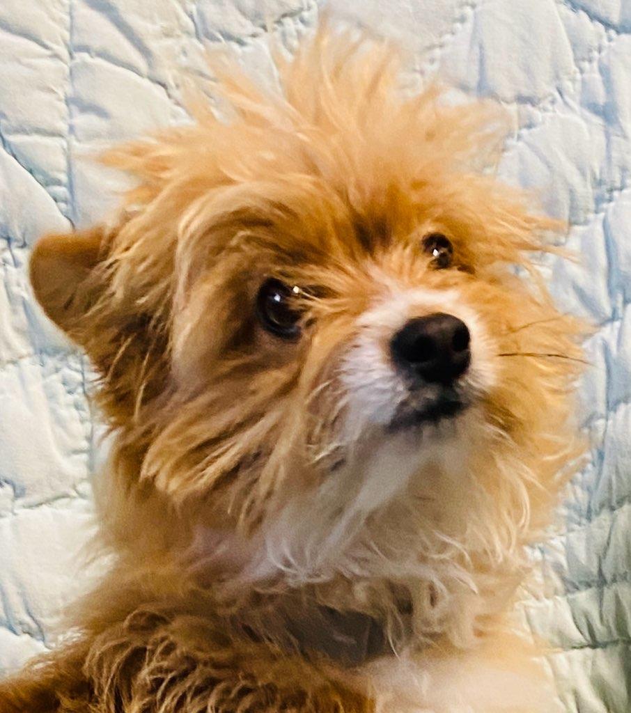 Fox, ADOPTABLE, Adult Male Wirehaired Terrier.