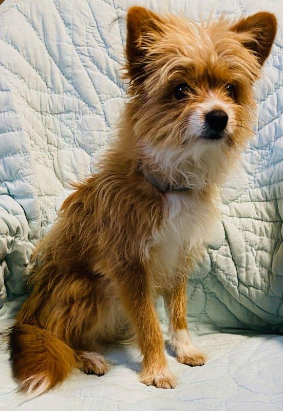 Fox, an adoption pending mixed breed in Colusa, CA image 2/6