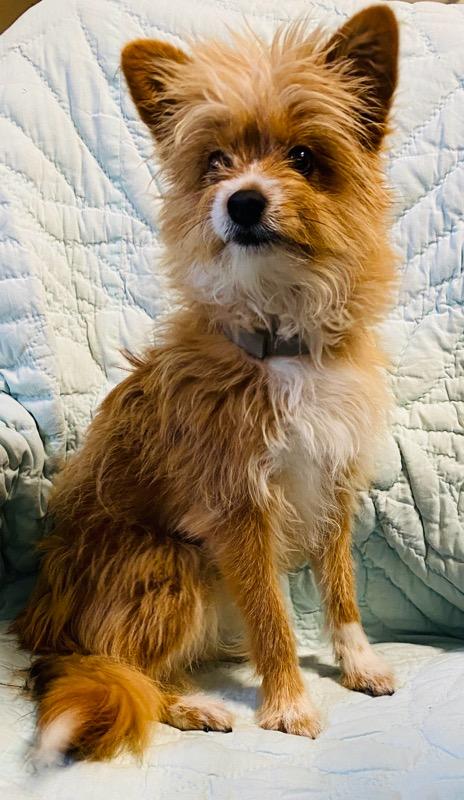 Fox, an adoption pending mixed breed in Colusa, CA image 3/6