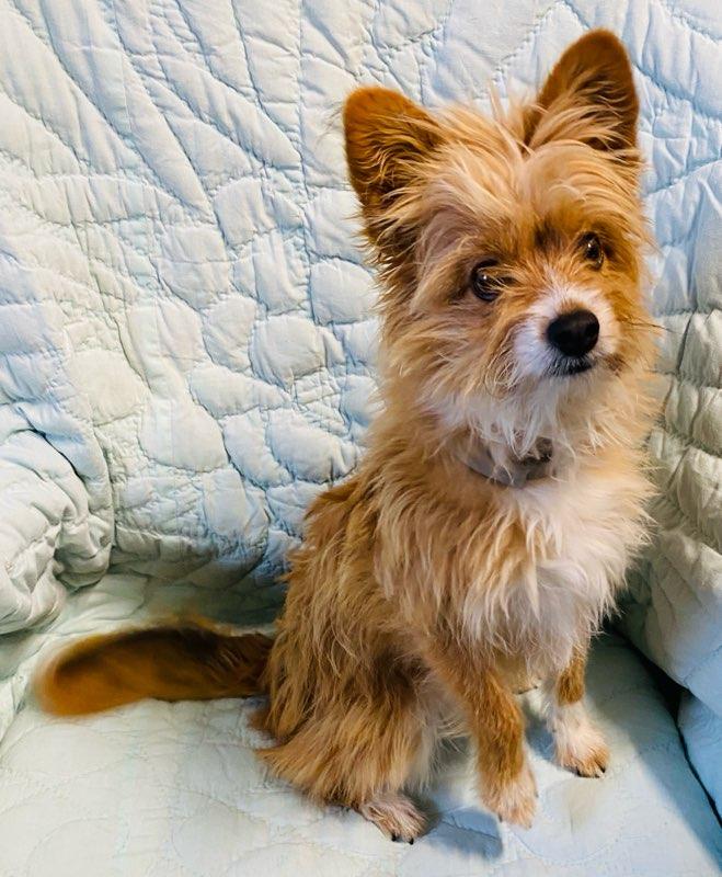 Fox, an adoption pending mixed breed in Colusa, CA image 4/6