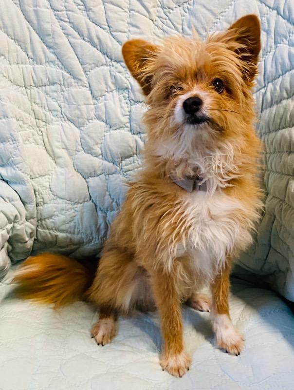 Fox, an adoption pending mixed breed in Colusa, CA image 5/6