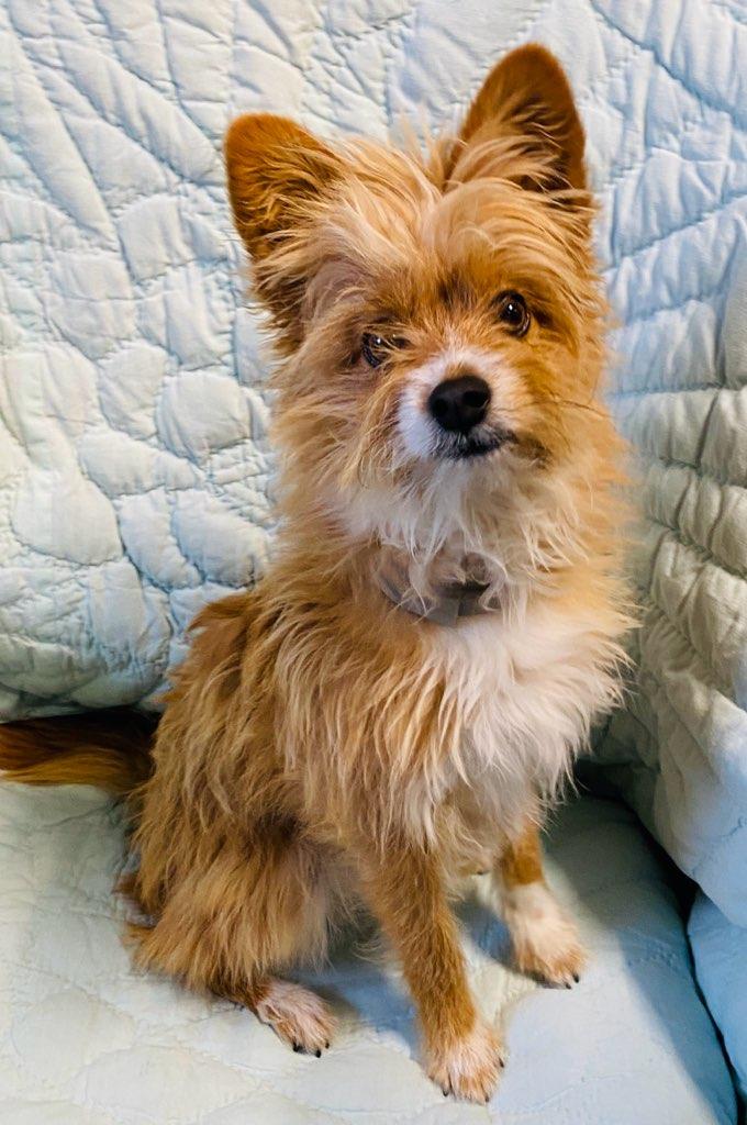 Fox, an adoption pending mixed breed in Colusa, CA image 6/6