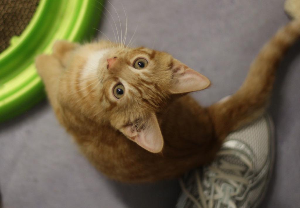 Cornbread, Adopted, Kitten Male Domestic Short Hair.