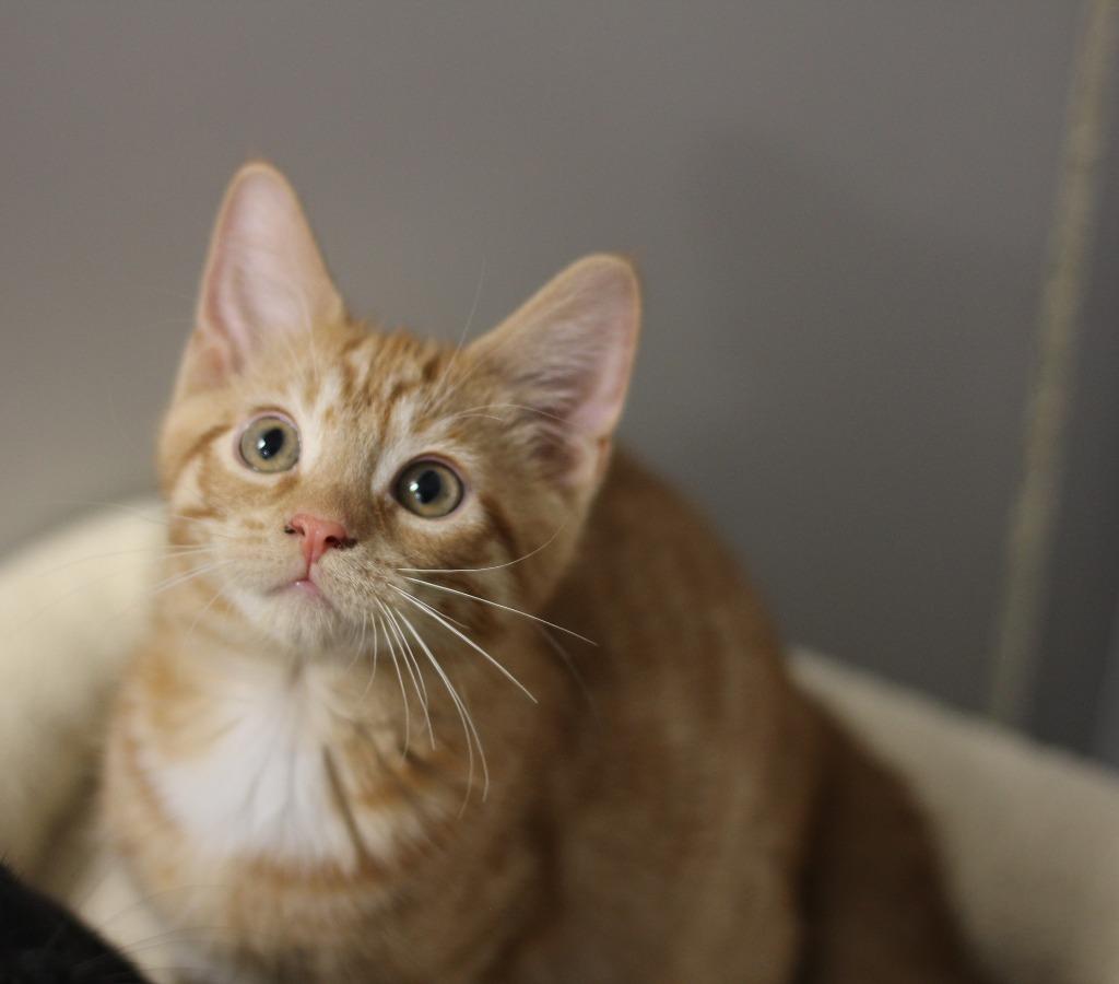 Enlarge Cornbread, a Adopted mixed breed in Rockford, IL image 2/2