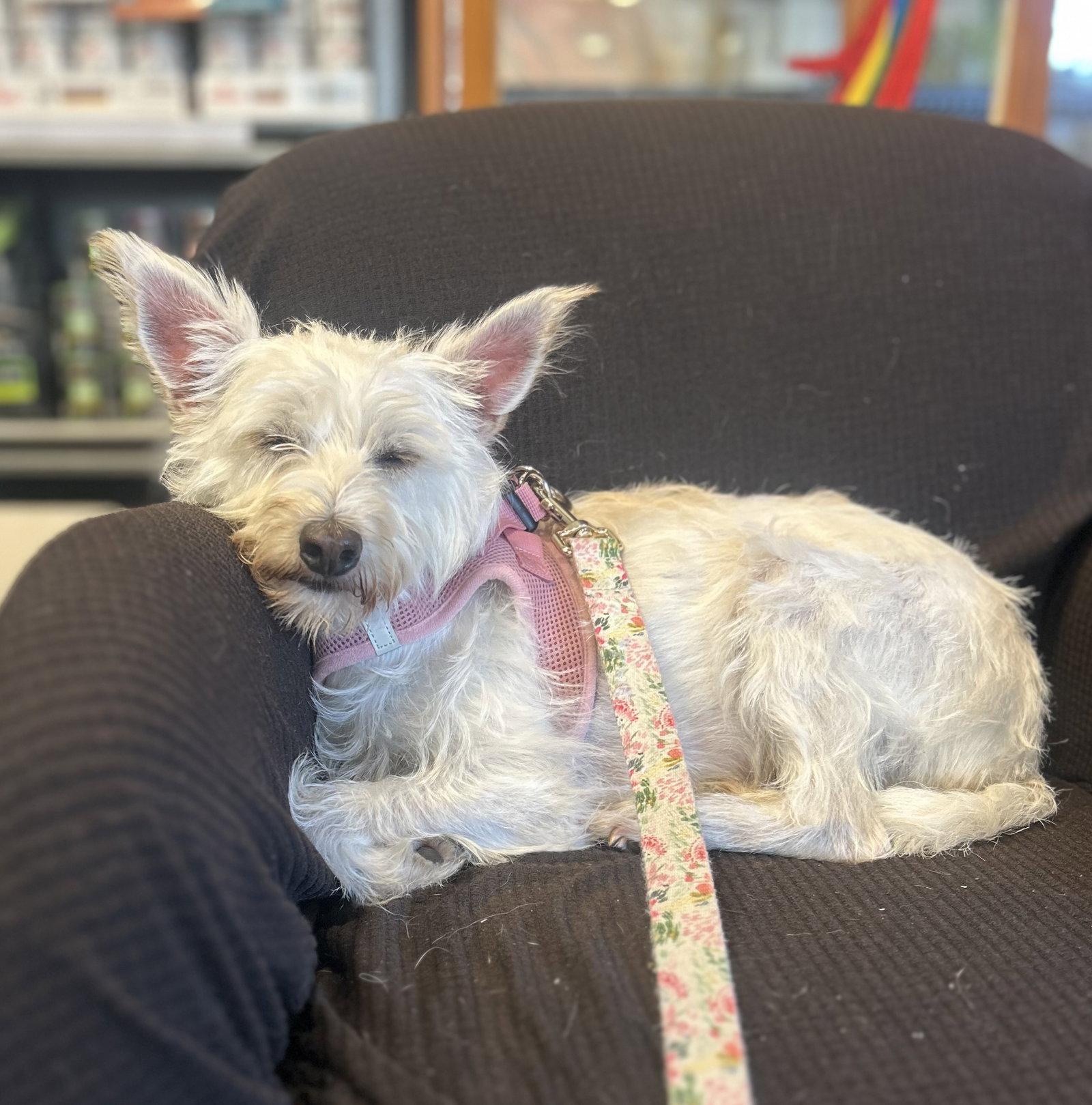 Miss Fluer, Adoptable, Young Female Cairn Terrier.