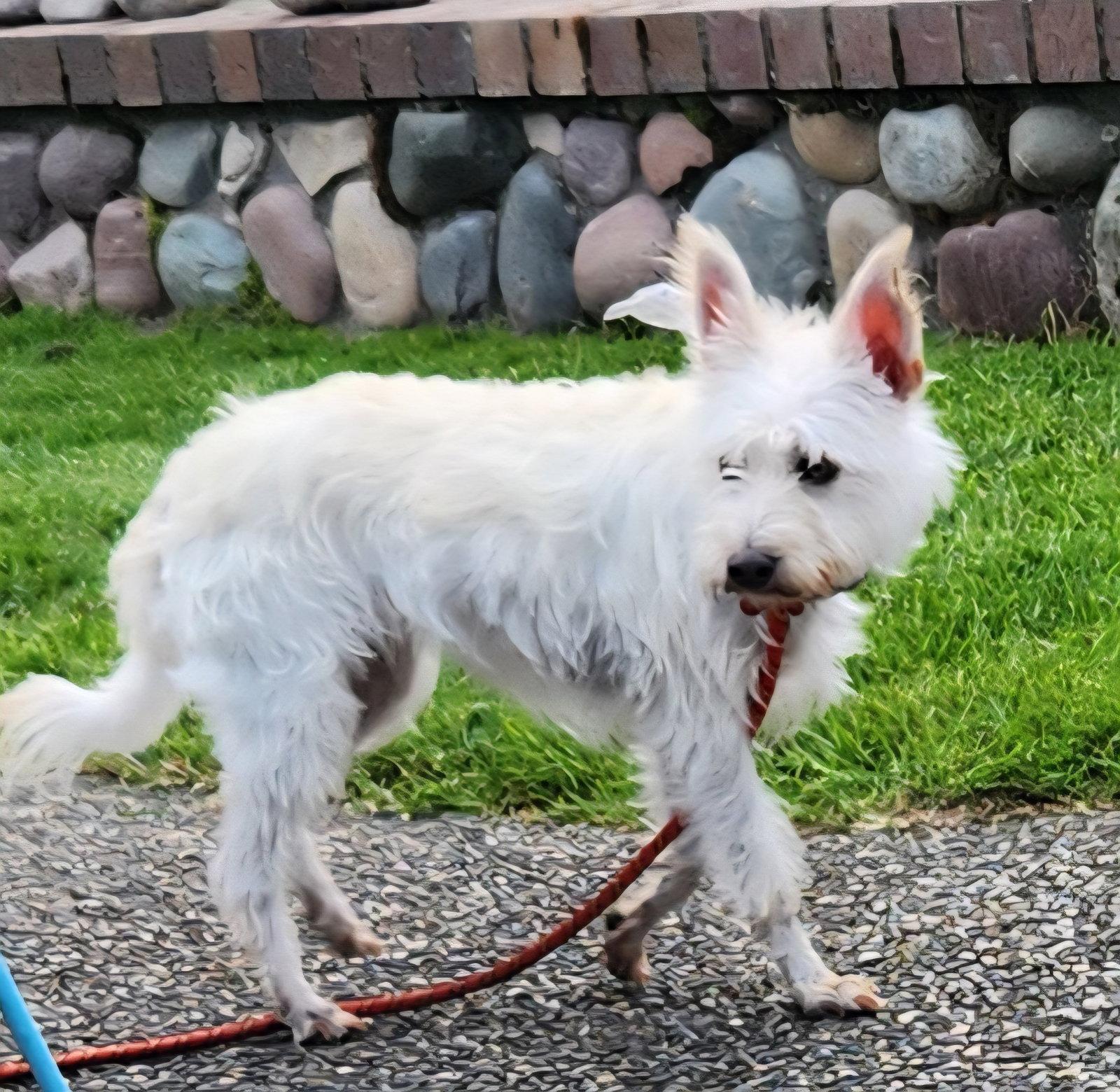Miss Fluer, a Adoptable Cairn Terrier in Portland, OR image 2/3