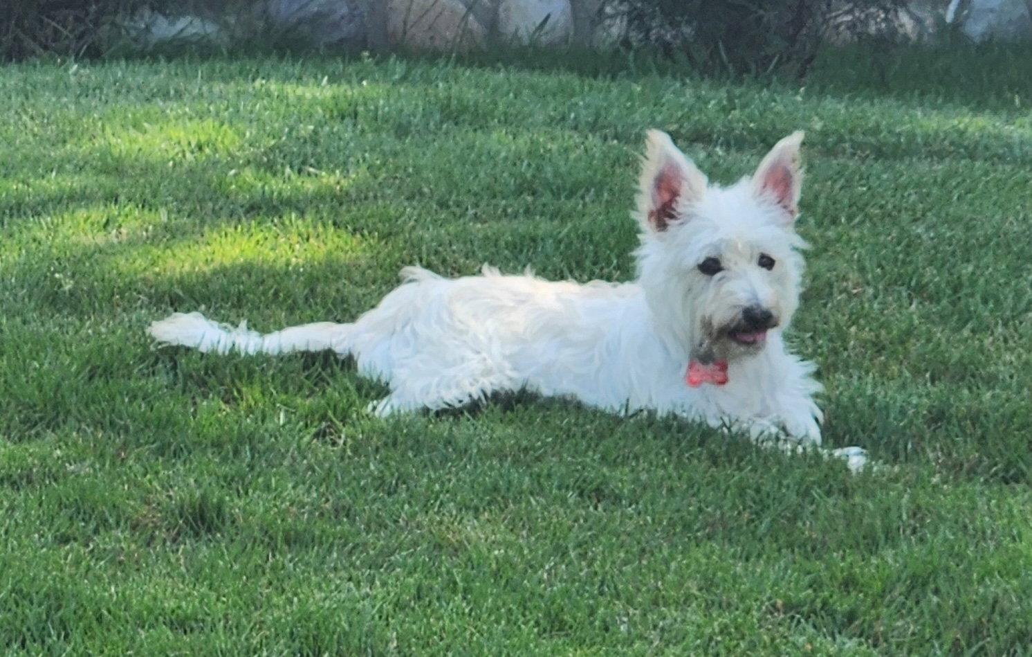 Miss Fluer, a Adoptable Cairn Terrier in Portland, OR image 3/3