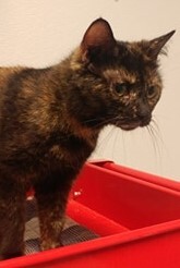 JiJi, a Adoptable mixed breed in Robinson, IL image 1/4