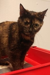 JiJi — thumbnail 2