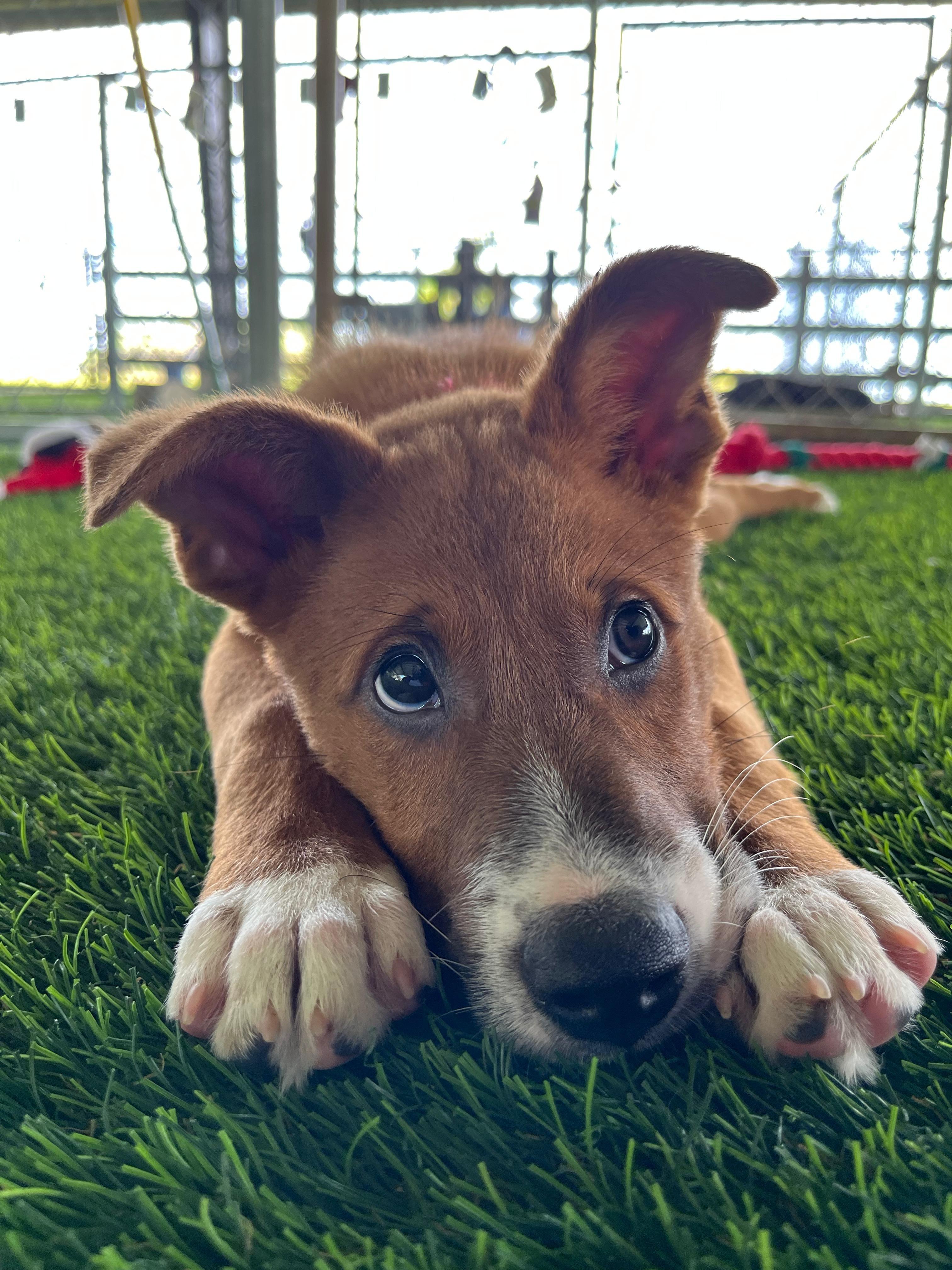 Enlarge Sugarplum, a ADOPTABLE mixed breed in Morristown, NJ image 1/4
