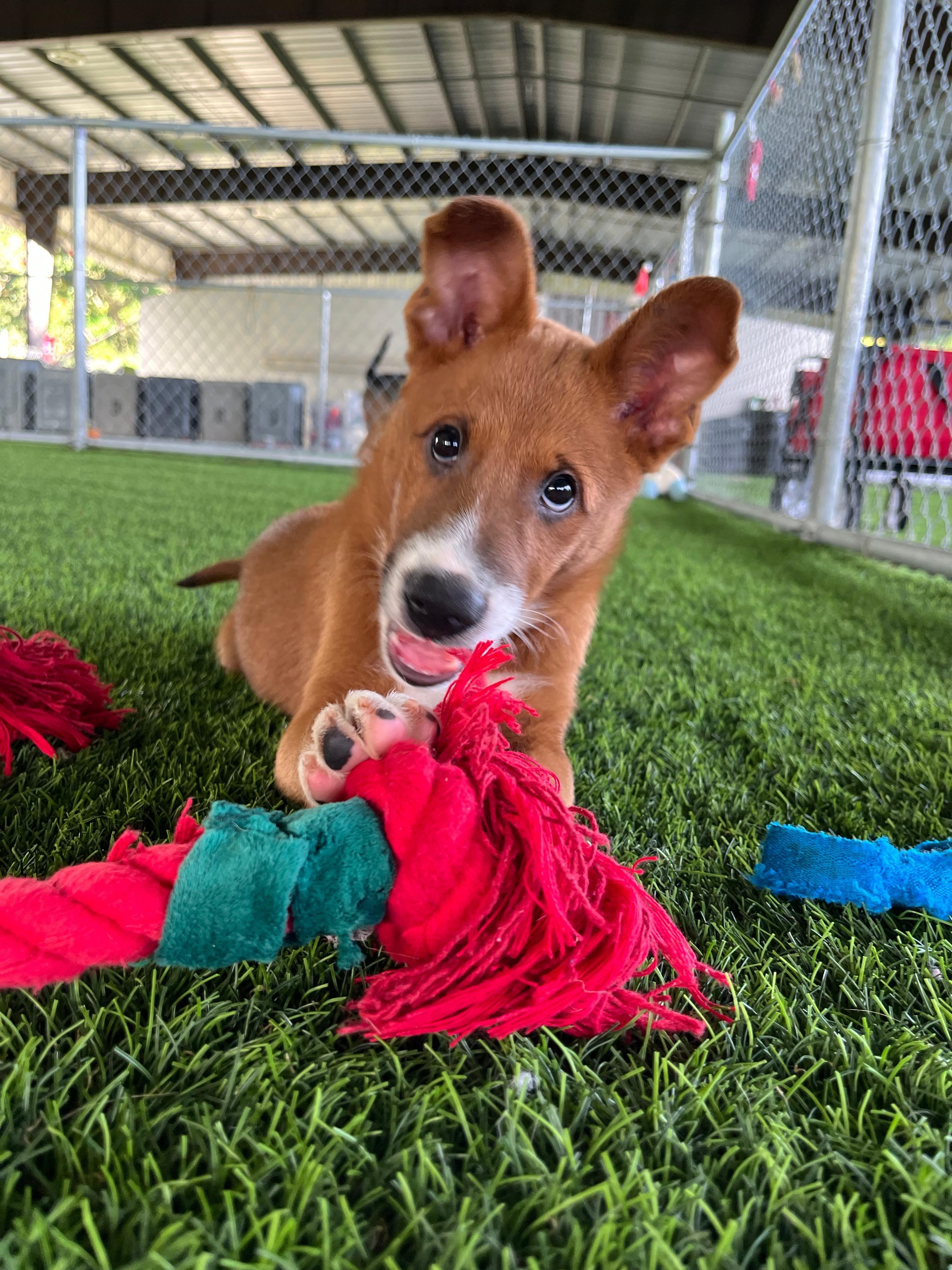 Enlarge Sugarplum, a ADOPTABLE mixed breed in Morristown, NJ image 4/4