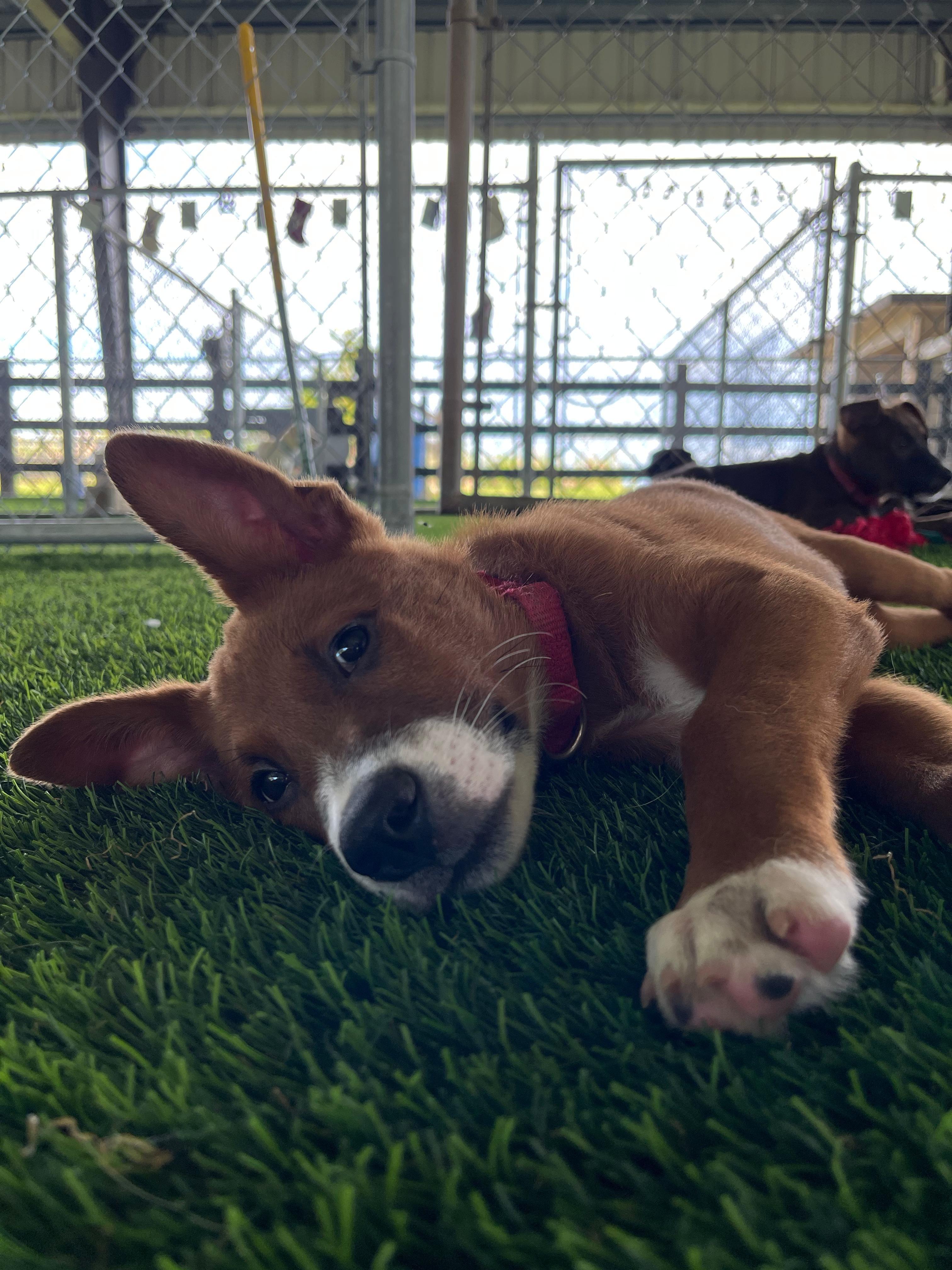 Enlarge Sugarplum, a ADOPTABLE mixed breed in Morristown, NJ image 3/4