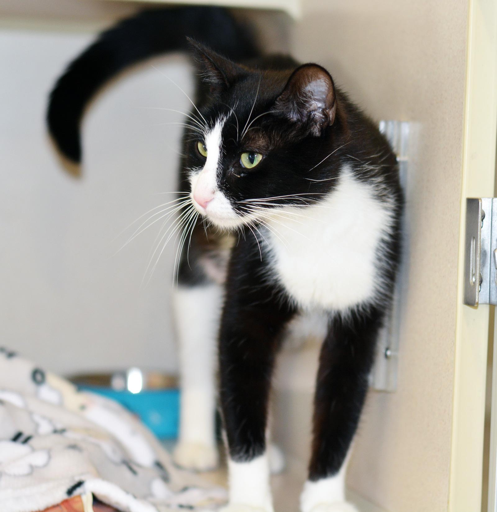 JAMALA, Young Female Domestic Short Hair