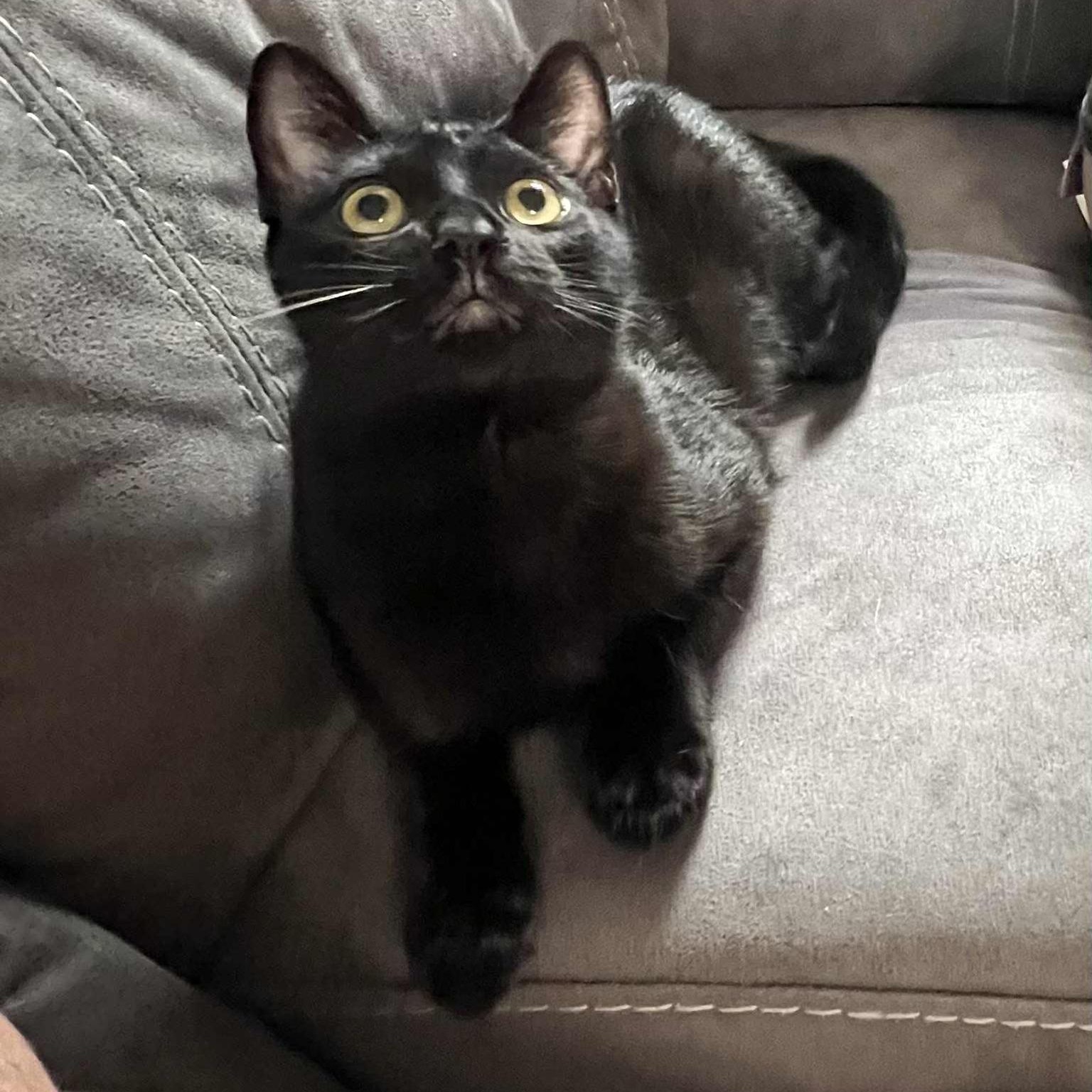 Enlarge Darth - Sleek Lovebug, a ADOPTABLE Domestic Short Hair in Hamilton, ON image 2/3