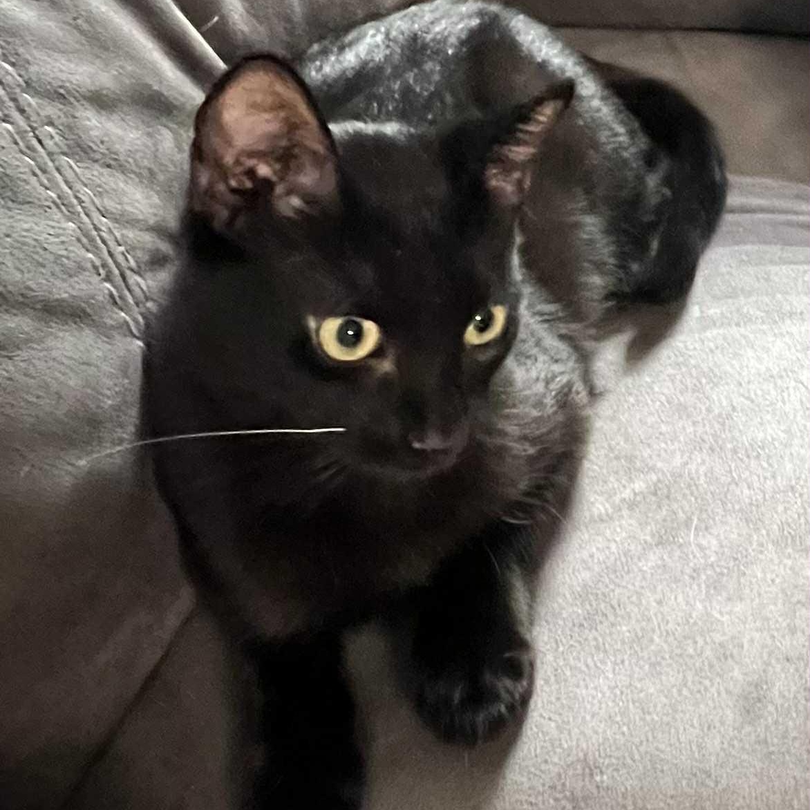 Enlarge Darth - Sleek Lovebug, a ADOPTABLE Domestic Short Hair in Hamilton, ON image 3/3