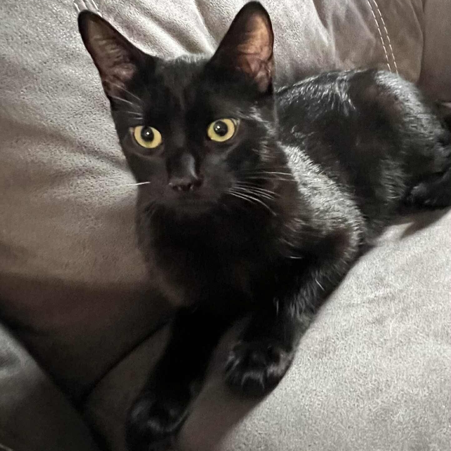 Enlarge Darth - Sleek Lovebug, a ADOPTABLE Domestic Short Hair in Hamilton, ON image 1/3