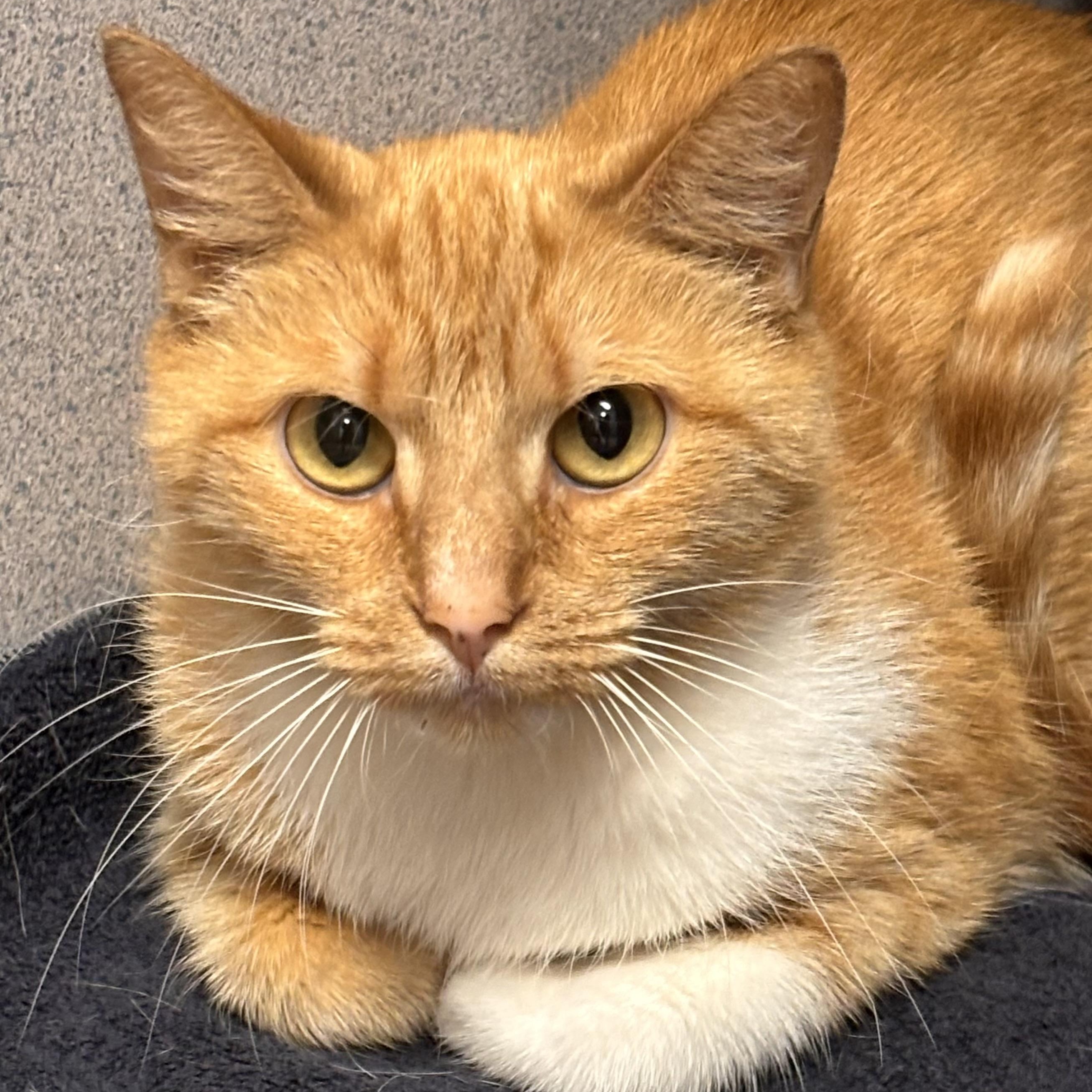 Cheddar 2, Adoptable, Adult Female Domestic Short Hair & Tiger.