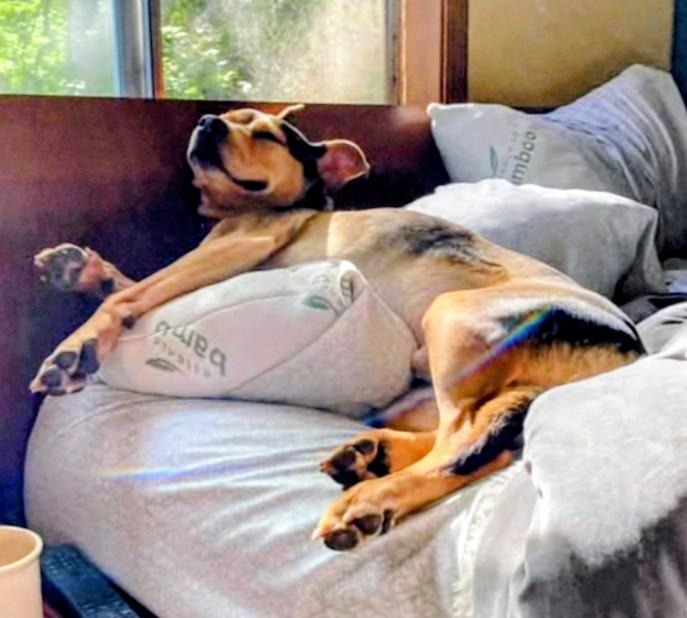 Enlarge River your Sweet Snuggle Buddy!, a Adoptable mixed breed in Atlanta, GA image 1/6