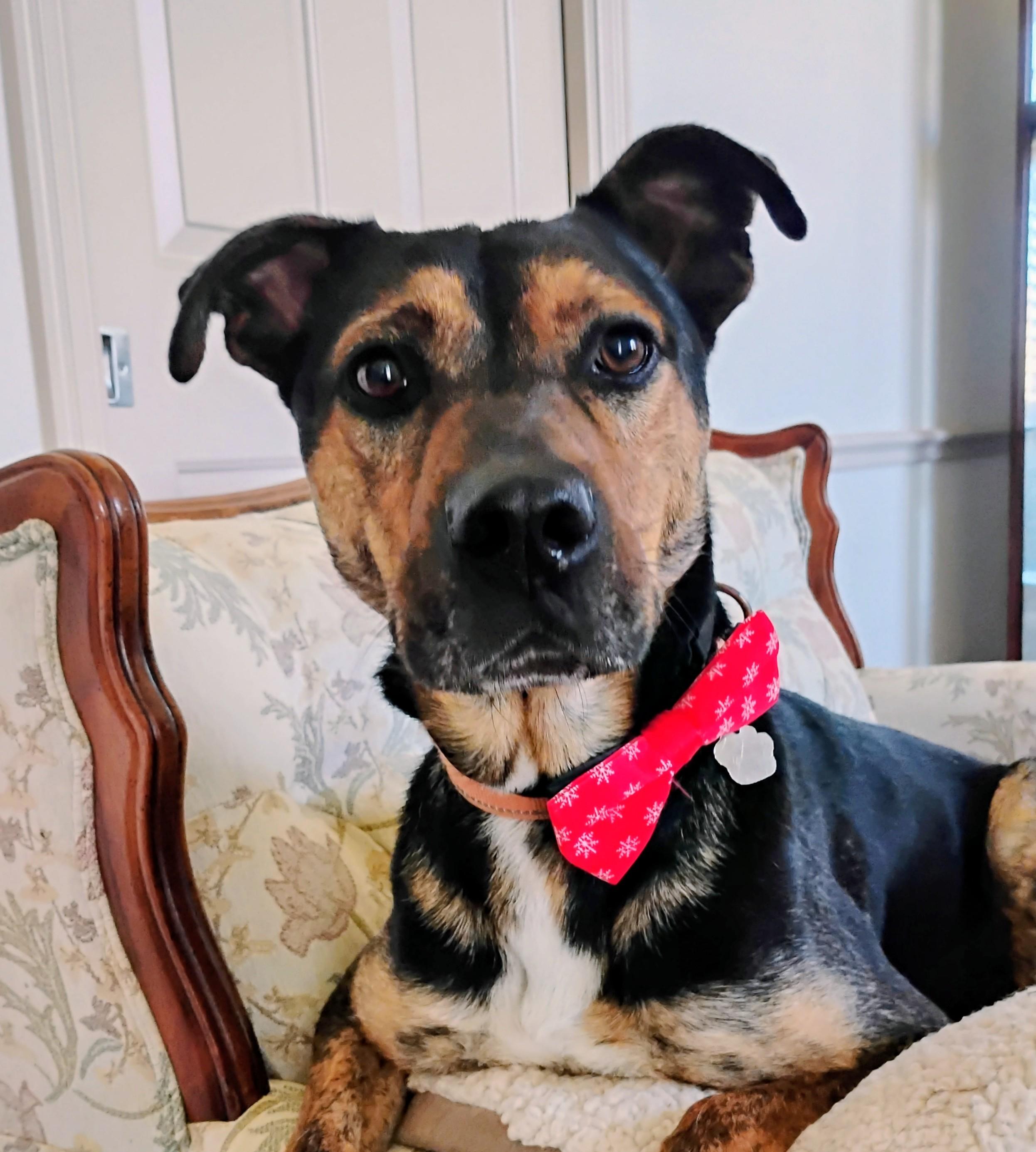 Enlarge River your Sweet Snuggle Buddy!, a Adoptable mixed breed in Atlanta, GA image 2/6