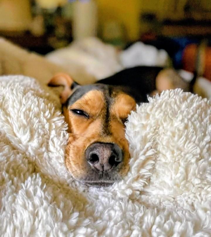 Enlarge River your Sweet Snuggle Buddy!, a Adoptable mixed breed in Atlanta, GA image 5/6