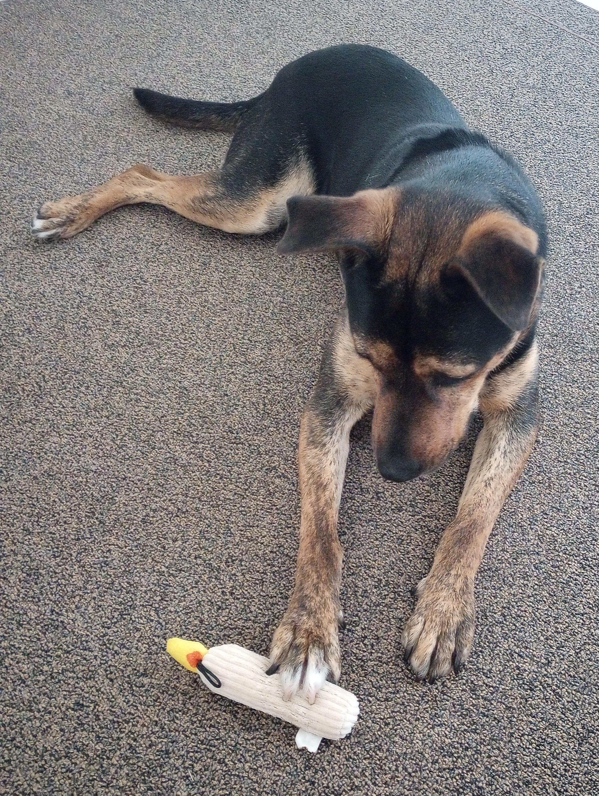 Enlarge River your Sweet Snuggle Buddy!, a Adoptable mixed breed in Atlanta, GA image 4/6