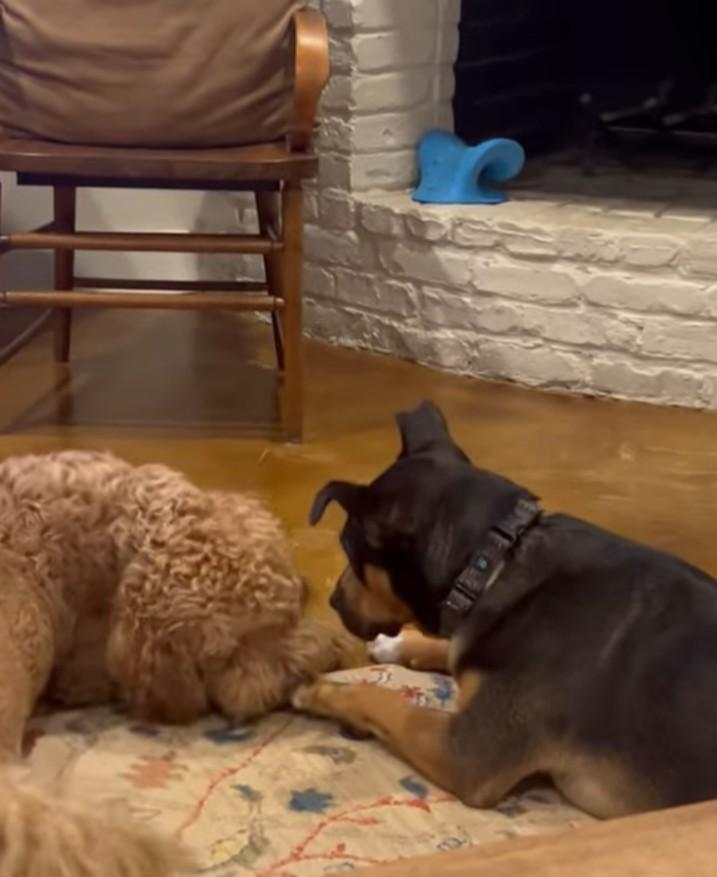 Enlarge River your Sweet Snuggle Buddy!, a Adoptable mixed breed in Atlanta, GA image 6/6