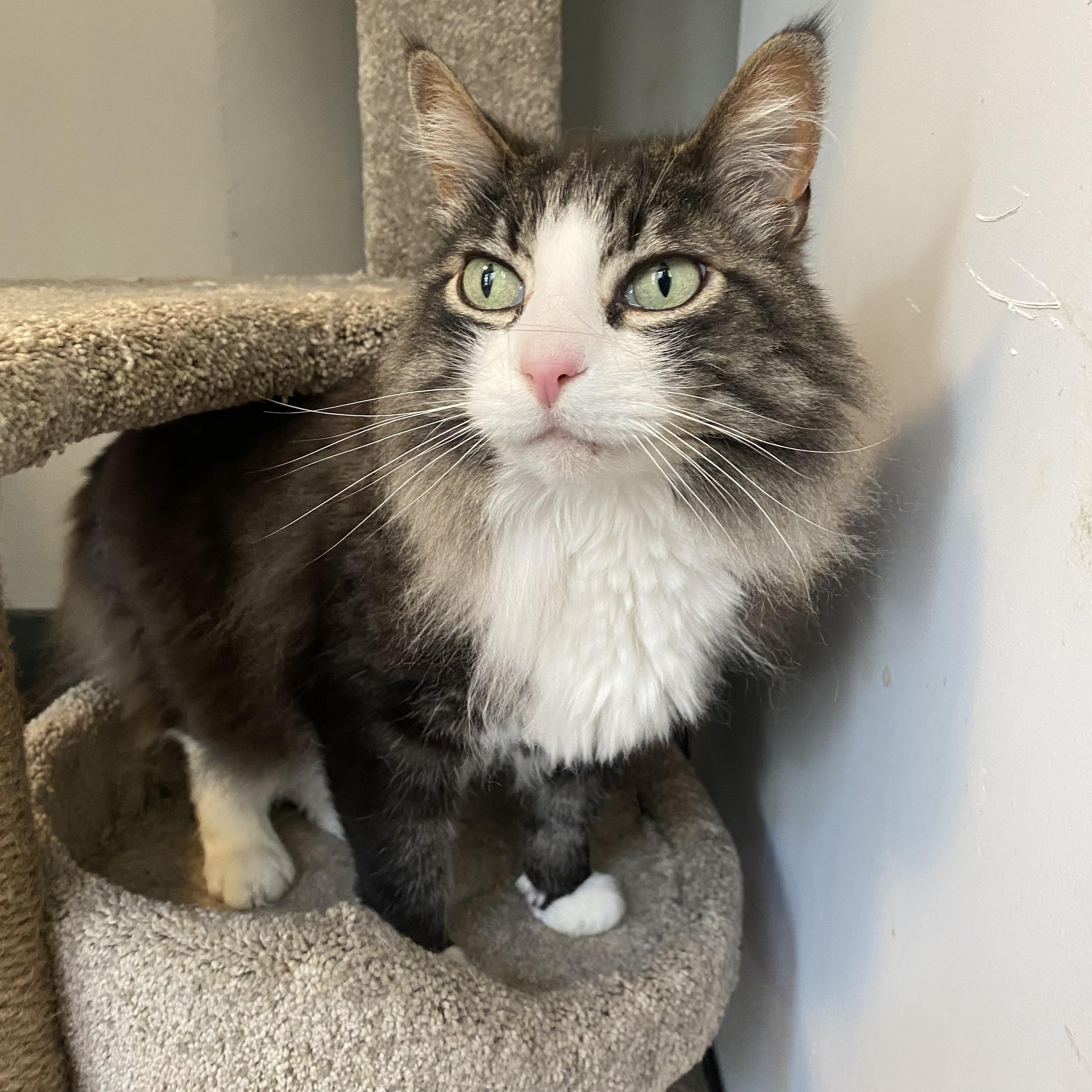 Dill, ADOPTABLE, Adult Male Domestic Long Hair.