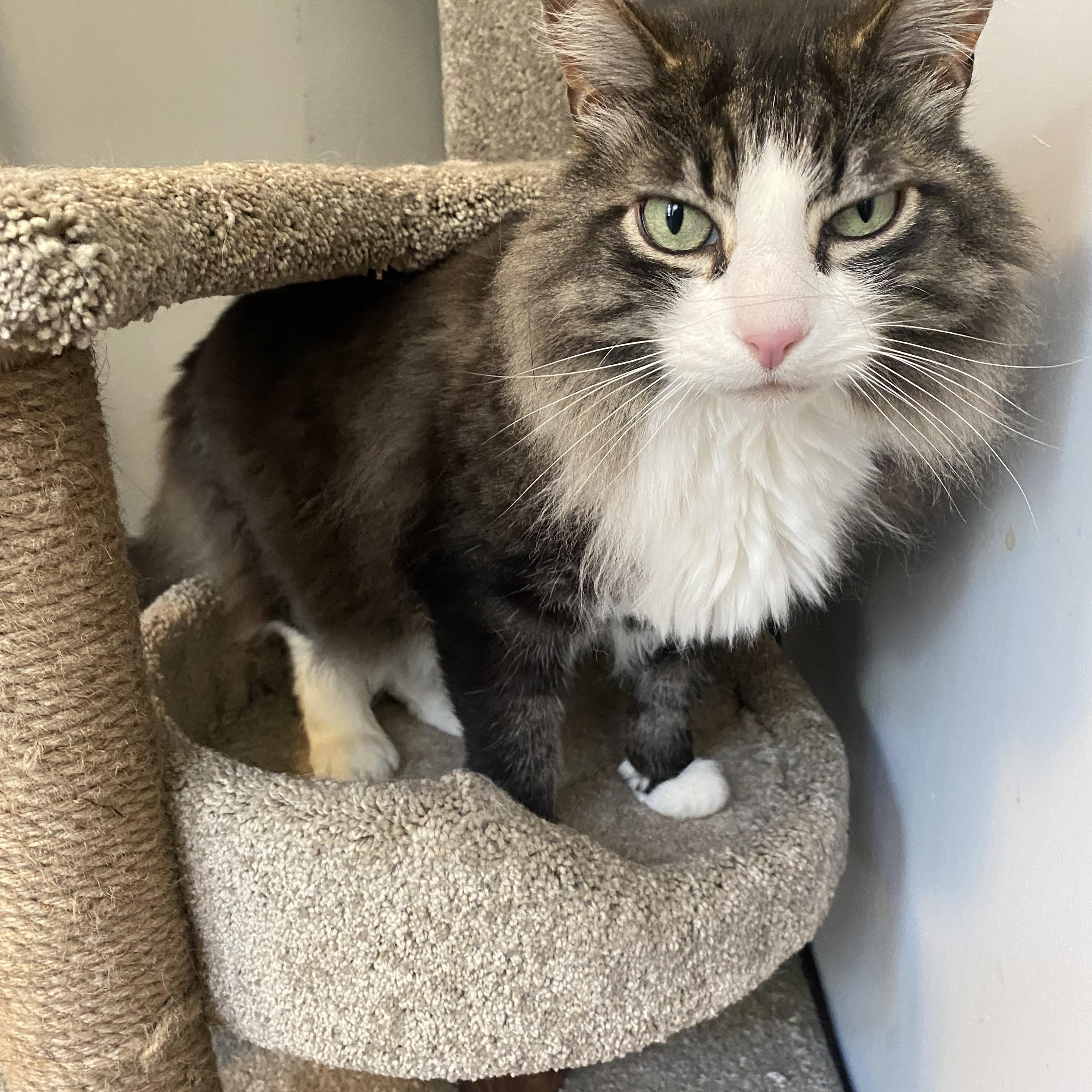 Dill, a ADOPTABLE Domestic Long Hair in Ontario, NY image 2/2