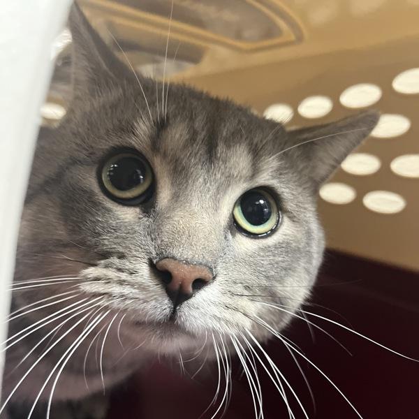 Harold, Adoptable, Adult Male Domestic Short Hair.