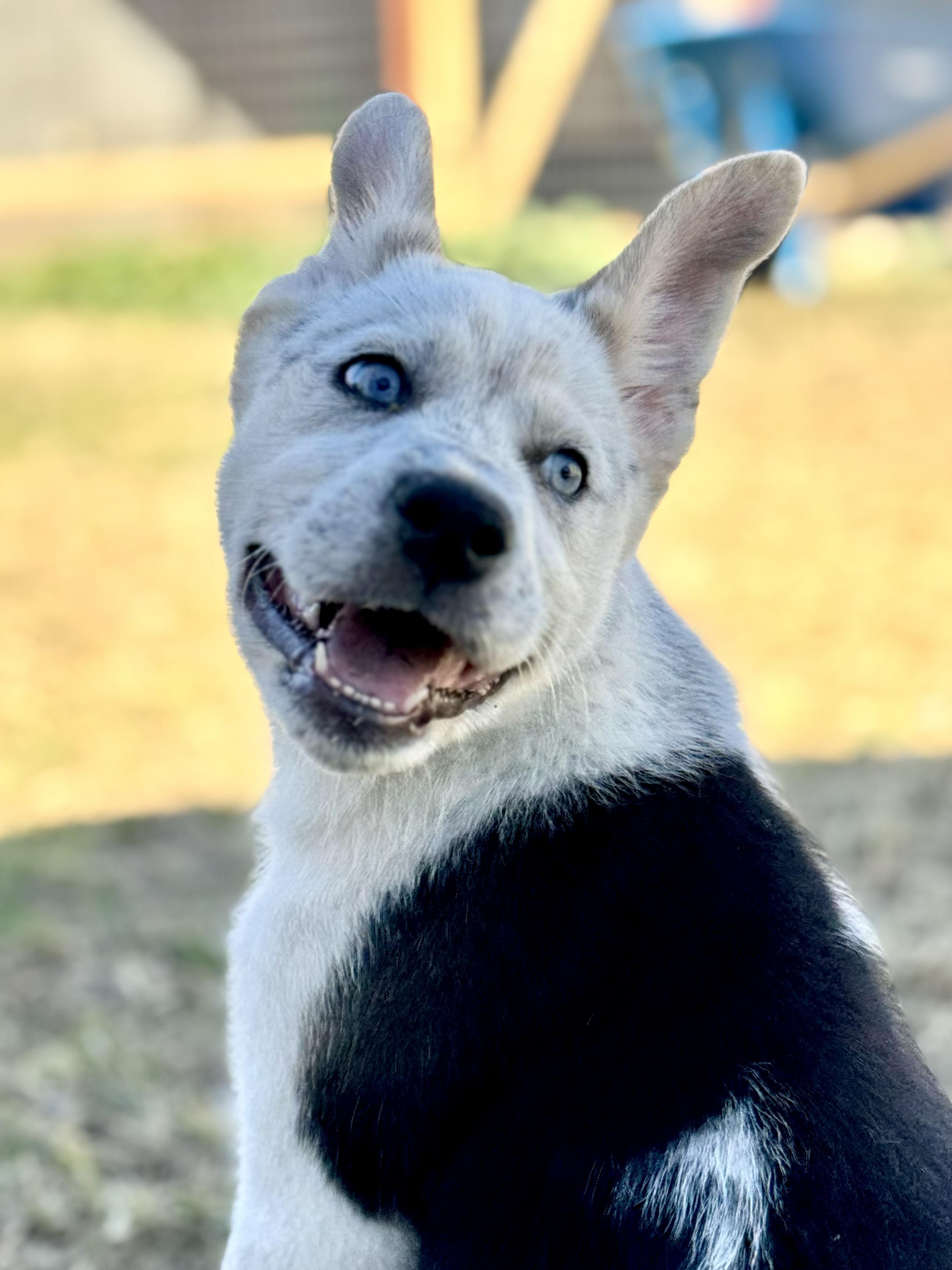Enlarge Desert View, an adopted mixed breed in Apache Junction, AZ image 2/3